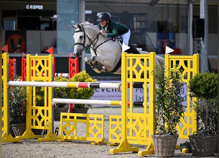 Cavallo sportivo irlandese, Castrone, 11 Anni, 148 cm