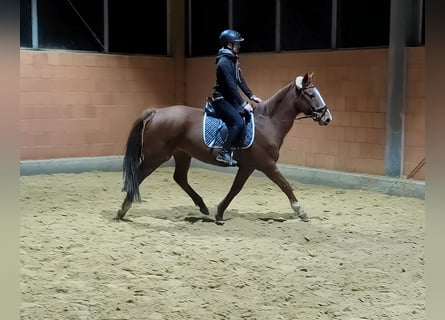 Cavallo sportivo irlandese, Castrone, 11 Anni, 158 cm