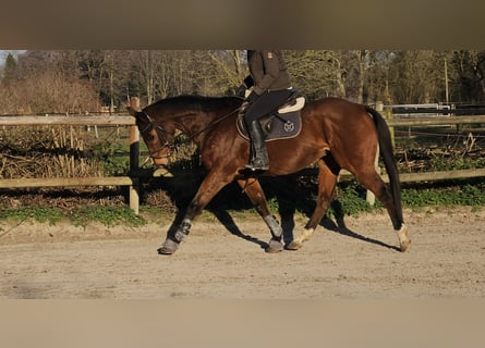 Cavallo sportivo irlandese Mix, Castrone, 12 Anni, 165 cm, Baio