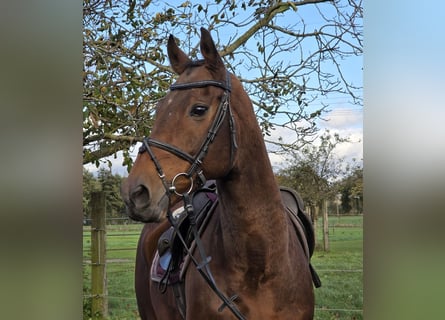 Cavallo sportivo irlandese Mix, Castrone, 12 Anni, 165 cm, Baio