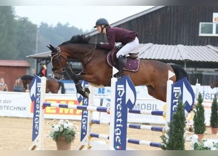 Cavallo sportivo irlandese, Castrone, 15 Anni, 168 cm, Baio