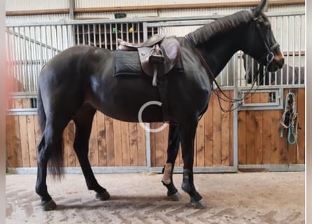 Cavallo sportivo irlandese, Castrone, 15 Anni, 170 cm, Baio ciliegia