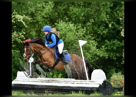 Cavallo sportivo irlandese, Castrone, 16 Anni, 148 cm, Baio