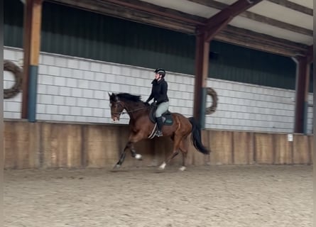 Cavallo sportivo irlandese, Castrone, 16 Anni, 165 cm, Baio