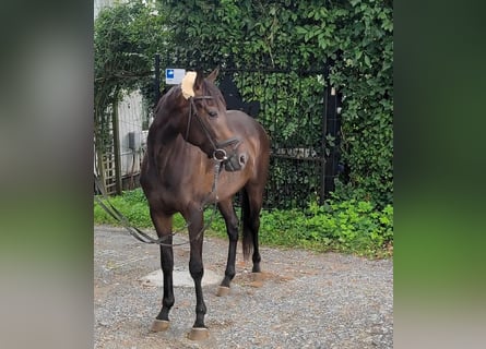 Cavallo sportivo irlandese, Castrone, 3 Anni, 159 cm, Baio nero