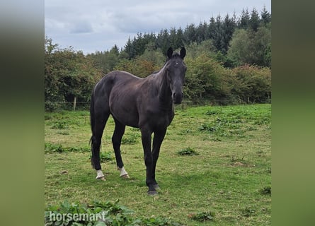 Cavallo sportivo irlandese, Castrone, 3 Anni, 168 cm, Morello
