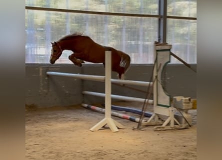 Cavallo sportivo irlandese, Castrone, 4 Anni, 128 cm, Sauro scuro