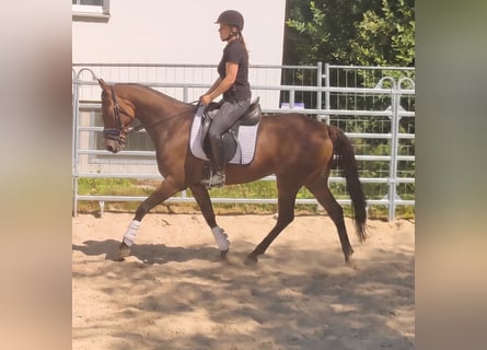 Cavallo sportivo irlandese, Castrone, 4 Anni, 158 cm, Baio