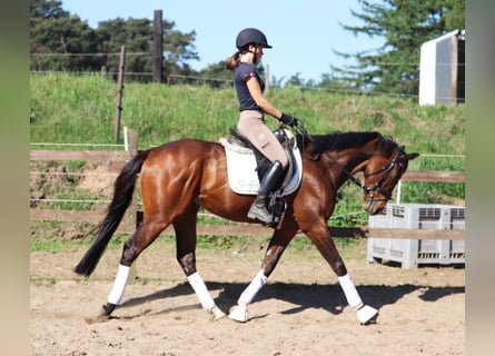 Cavallo sportivo irlandese Mix, Castrone, 4 Anni, 160 cm, Baio