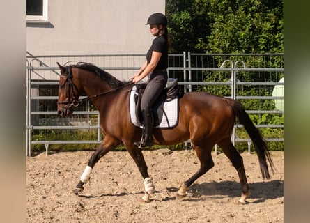 Cavallo sportivo irlandese, Castrone, 4 Anni, 162 cm, Baio