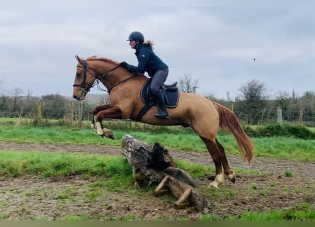 Cavallo sportivo irlandese, Castrone, 4 Anni, 163 cm, Sauro scuro