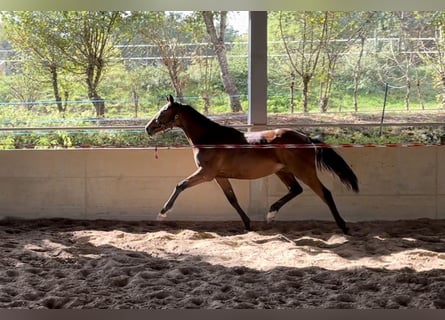 Cavallo sportivo irlandese, Castrone, 4 Anni, 166 cm, Baio
