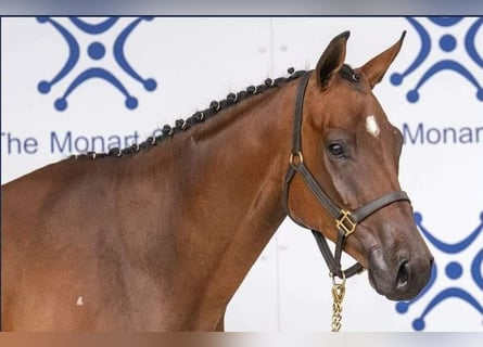Cavallo sportivo irlandese, Castrone, 4 Anni, 167 cm, Baio