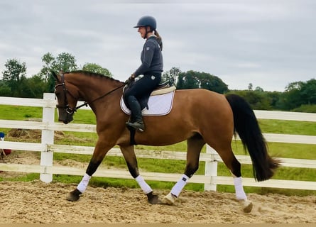 Cavallo sportivo irlandese, Castrone, 4 Anni, 168 cm, Baio