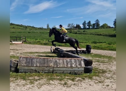 Cavallo sportivo irlandese, Castrone, 4 Anni, 168 cm, Morello