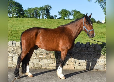 Cavallo sportivo irlandese, Castrone, 4 Anni, 170 cm, Baio ciliegia