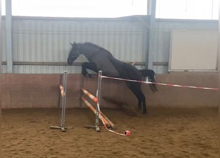 Cavallo sportivo irlandese, Castrone, 4 Anni, 170 cm, Morello