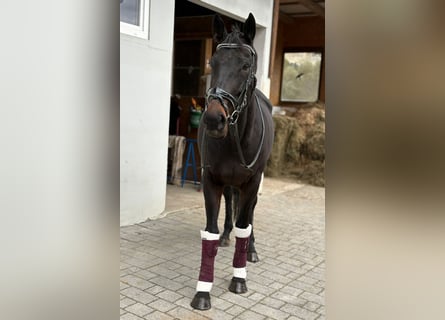 Cavallo sportivo irlandese, Castrone, 5 Anni, 160 cm, Morello