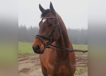 Cavallo sportivo irlandese Mix, Castrone, 5 Anni, 162 cm, Baio