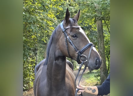 Cavallo sportivo irlandese, Castrone, 5 Anni, 163 cm, Baio nero