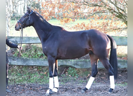 Cavallo sportivo irlandese Mix, Castrone, 5 Anni, 163 cm, Baio scuro