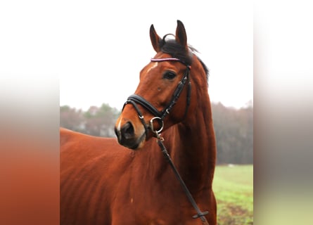 Cavallo sportivo irlandese Mix, Castrone, 5 Anni, 164 cm, Baio