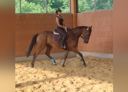 Cavallo sportivo irlandese, Castrone, 5 Anni, 165 cm, Baio