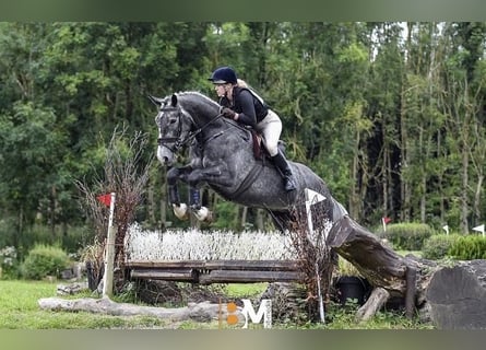 Cavallo sportivo irlandese, Castrone, 5 Anni, 165 cm, Grigio pezzato