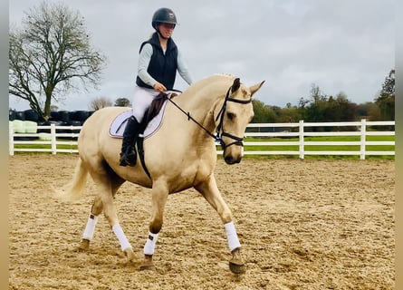 Cavallo sportivo irlandese, Castrone, 5 Anni, 165 cm, Palomino