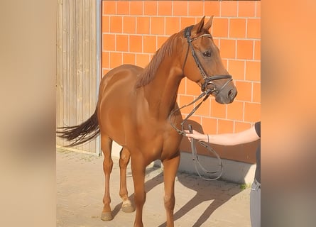 Cavallo sportivo irlandese, Castrone, 5 Anni, 165 cm, Sauro