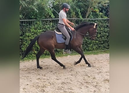 Cavallo sportivo irlandese, Castrone, 5 Anni, 166 cm, Baio