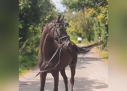 Cavallo sportivo irlandese, Castrone, 5 Anni, 166 cm, Morello