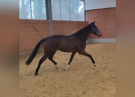 Cavallo sportivo irlandese, Castrone, 5 Anni, 168 cm, Baio