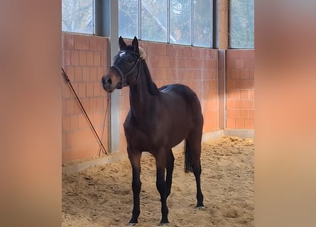 Cavallo sportivo irlandese, Castrone, 5 Anni, 168 cm, Baio