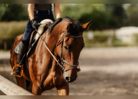Cavallo sportivo irlandese, Castrone, 5 Anni, 174 cm, Baio