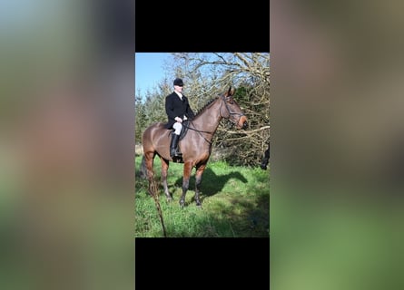 Cavallo sportivo irlandese, Castrone, 5 Anni, 178 cm, Baio ciliegia