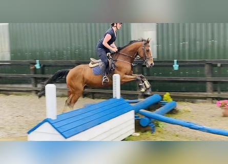 Cavallo sportivo irlandese, Castrone, 6 Anni, 160 cm, Baio chiaro