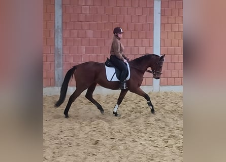 Cavallo sportivo irlandese, Castrone, 6 Anni, 162 cm, Baio