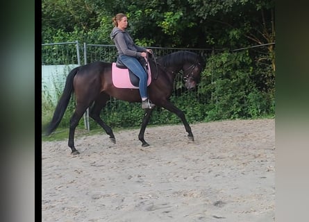 Cavallo sportivo irlandese, Castrone, 6 Anni, 162 cm, Baio nero