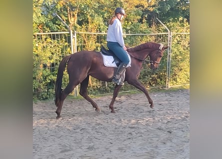 Cavallo sportivo irlandese, Castrone, 6 Anni, 162 cm, Sauro scuro