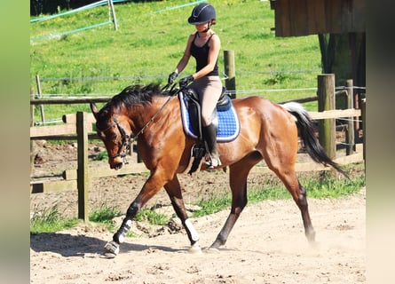 Cavallo sportivo irlandese, Castrone, 6 Anni, 164 cm, Baio