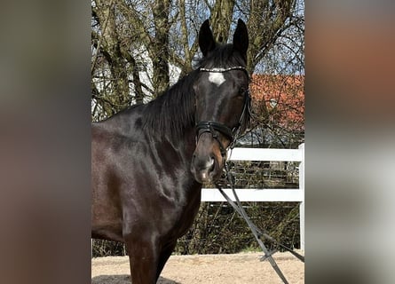 Cavallo sportivo irlandese, Castrone, 6 Anni, 165 cm, Baio scuro