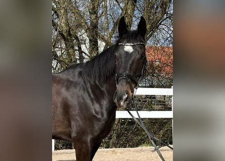 Cavallo sportivo irlandese, Castrone, 6 Anni, 165 cm, Baio scuro