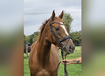 Cavallo sportivo irlandese Mix, Castrone, 6 Anni, 165 cm, Sauro