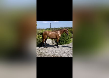 Cavallo sportivo irlandese, Castrone, 6 Anni, 166 cm, Baio ciliegia