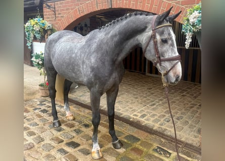 Cavallo sportivo irlandese, Castrone, 6 Anni, 166 cm, Grigio