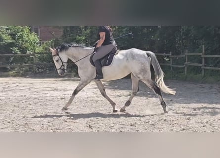 Cavallo sportivo irlandese, Castrone, 6 Anni, 168 cm, Grigio pezzato