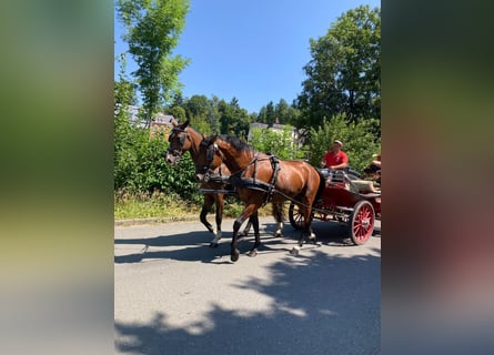 Cavallo sportivo irlandese, Castrone, 6 Anni, 169 cm, Baio