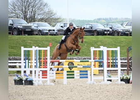 Cavallo sportivo irlandese, Castrone, 6 Anni, 173 cm, Sauro