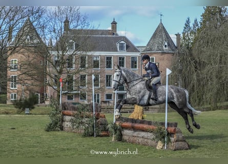 Cavallo sportivo irlandese, Castrone, 6 Anni, 177 cm, Grigio pezzato